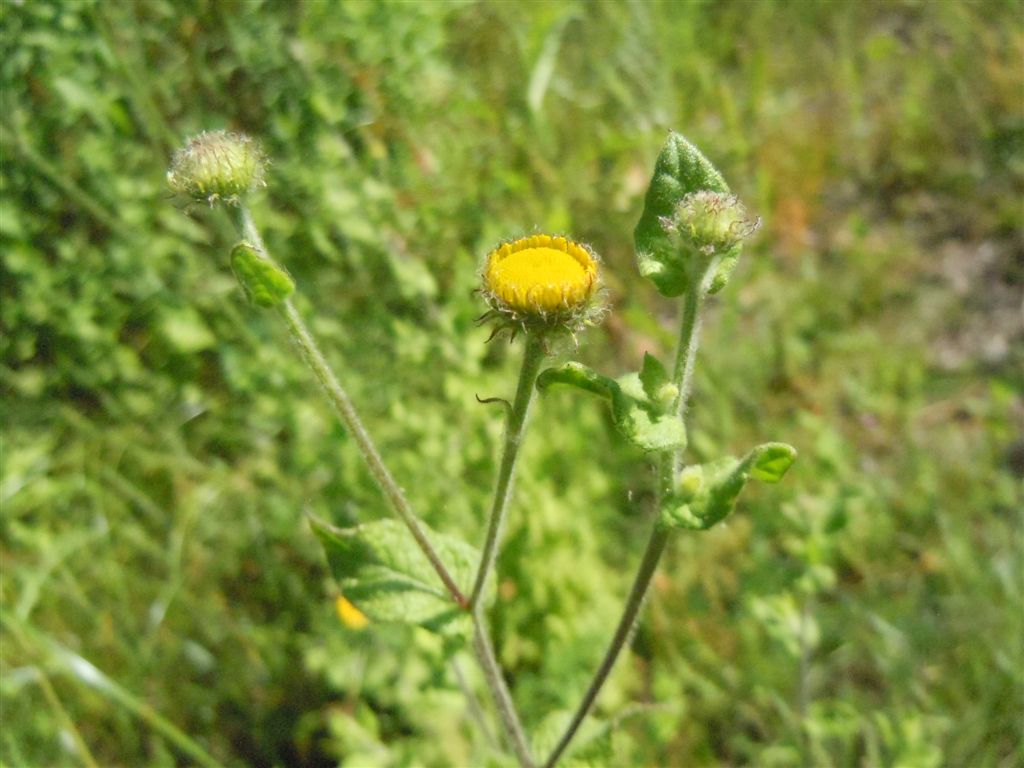 Pulicaria dysenterica